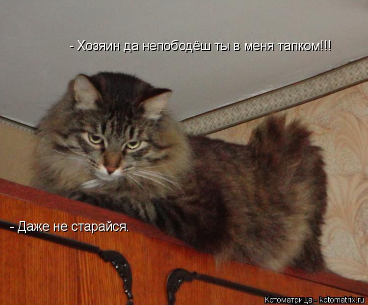 - Даже не старайся. - Хозяин да непободёш ты в меня тапком!!!... Котоматрица: - Даже не старайся. - Хозяин да непободёш ты в меня тапком!!!