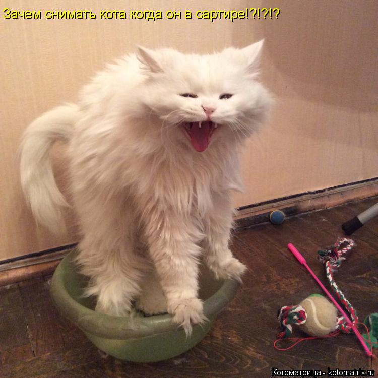 Зачем снимать кота когда он в сартире!?!?!?... Котоматрица: Зачем снимать кота когда он в сартире!?!?!?