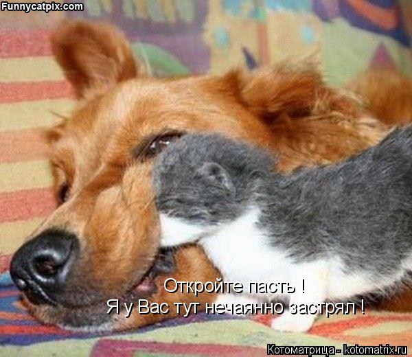 Я у Вас тут нечаянно застрял ! Откройте пасть !... Котоматрица: Я у Вас тут нечаянно застрял ! Откройте пасть !