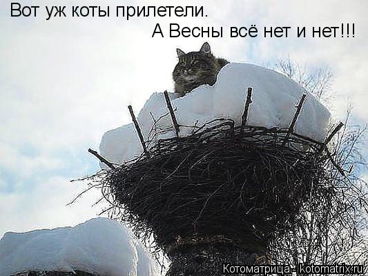 Вот уж коты прилетели. А Весны всё нет и нет!!!... Котоматрица: Вот уж коты прилетели. А Весны всё нет и нет!!!