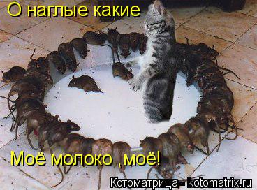 О наглые какие Моё молоко ,моё!... Котоматрица: О наглые какие Моё молоко ,моё!