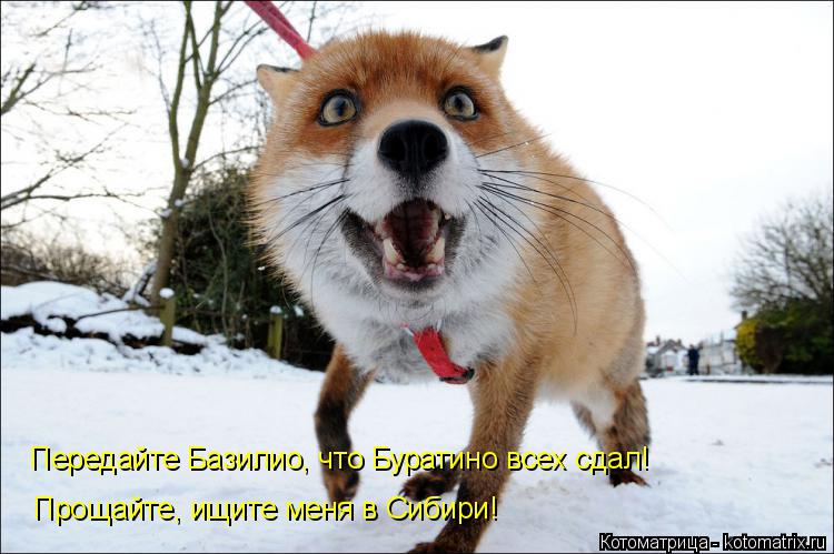 Передайте Базилио, что Буратино всех сдал! Прощайте, ищите меня в Сибири!... Котоматрица: Передайте Базилио, что Буратино всех сдал! Прощайте, ищите меня в Сибири!