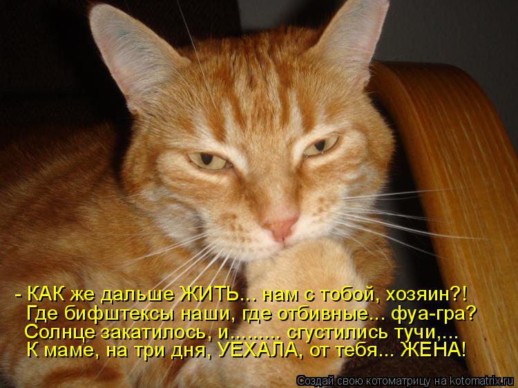 Котоматрица: - КАК же дальше ЖИТЬ... нам с тобой, хозяин?! Где бифштексы наши, где отбивные... фуа-гра? Солнце закатилось, и......... сгустились тучи,... К маме, на т