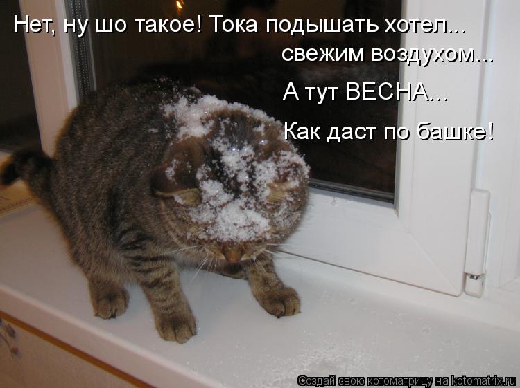 Нет, ну шо такое! Тока подышать хотел... свежим воздухом... А тут ВЕСНА... Как даст по башке!... Котоматрица: Нет, ну шо такое! Тока подышать хотел... свежим воздухом... А тут ВЕСНА... Как даст по башке!