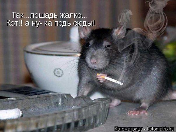 Котоматрица: Так...лошадь жалко...  Кот!! а ну- ка подь сюды!..