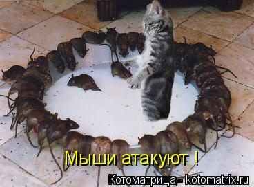 Мыши атакуют !... Котоматрица: Мыши атакуют !