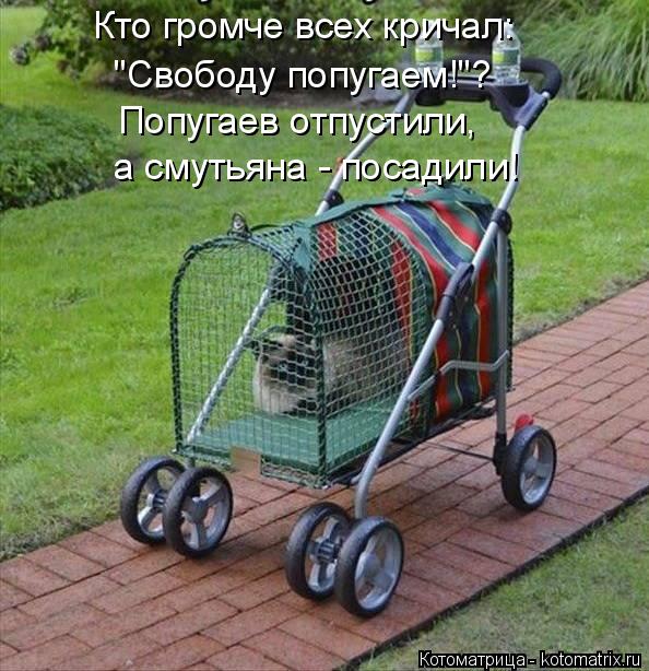 Кто громче всех кричал: "Свободу попугаем!"? Попугаев отпустили, а смутьяна - посадили!... Котоматрица: Кто громче всех кричал: "Свободу попугаем!"? Попугаев отпустили, а смутьяна - посадили!