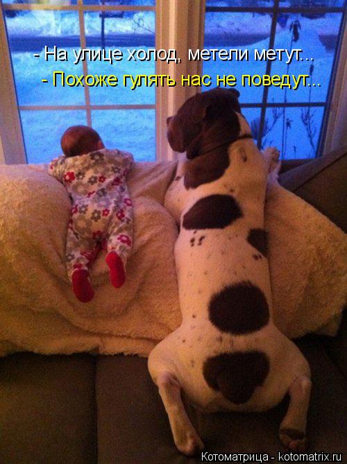 Котоматрица: - На улице холод, метели метут... - Похоже гулять нас не поведут...