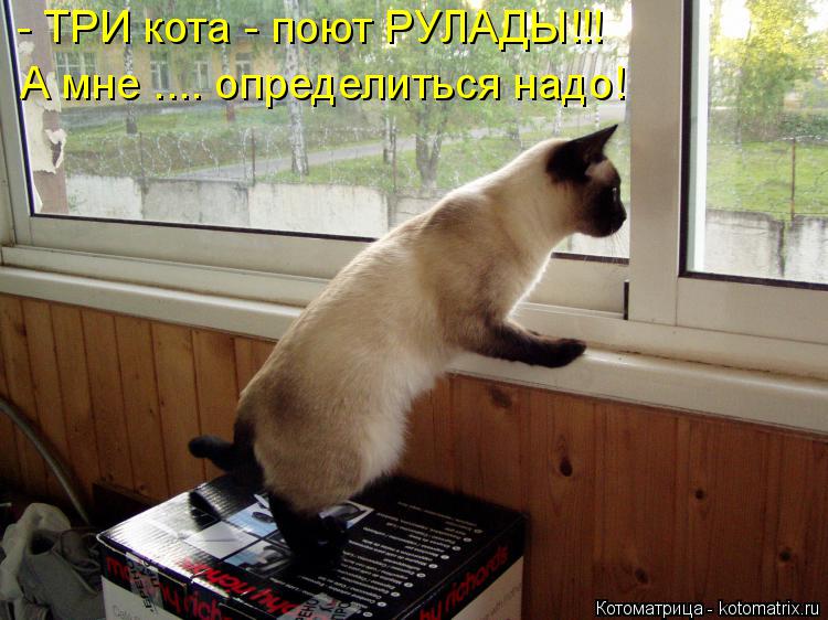 Котоматрица: - ТРИ кота - поют РУЛАДЫ!!! А мне .... определиться надо!
