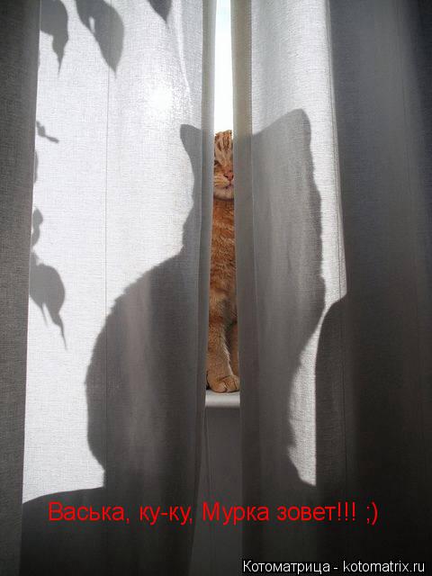 Васька, ку-ку, Мурка зовет!!! ;)... Котоматрица: Васька, ку-ку, Мурка зовет!!! ;)