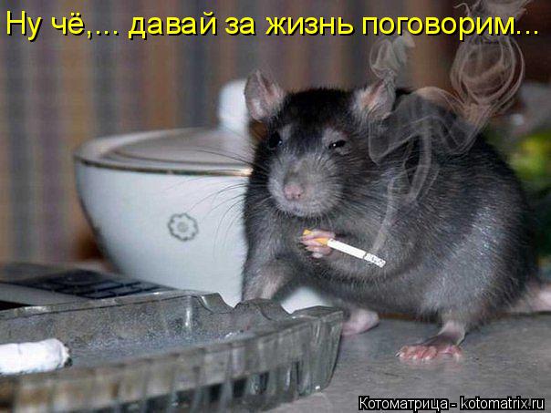 Котоматрица: Ну чё,... давай за жизнь поговорим...
