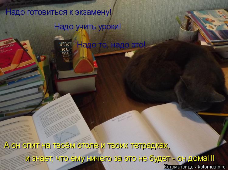 Надо готовиться к экзамену! Надо учить уроки! Надо то, надо это! и знает, что ему ничего за это не бу... Котоматрица: Надо готовиться к экзамену! Надо учить уроки! Надо то, надо это! и знает, что ему ничего за это не будет - он дома!!! А он спит на твоём столе и тв