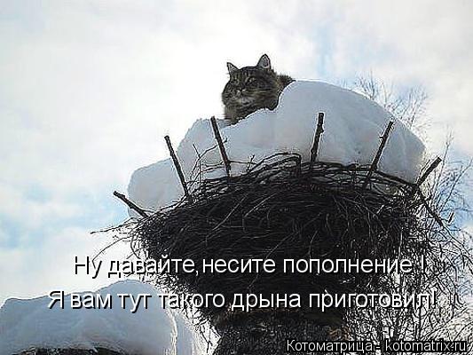 Ну давайте,несите пополнение ! Я вам тут такого дрына приготовил!... Котоматрица: Ну давайте,несите пополнение ! Я вам тут такого дрына приготовил!