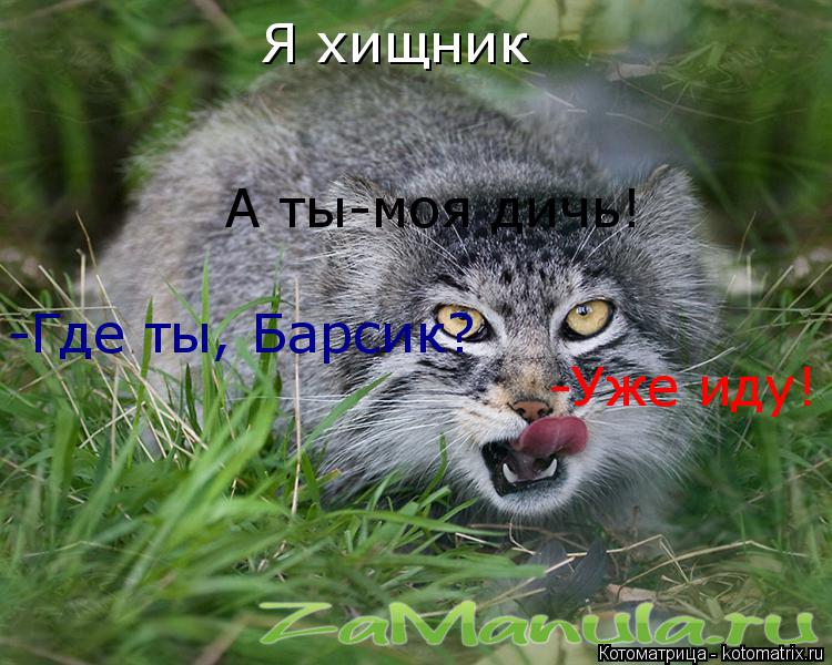 Я хищник А ты-моя дичь! -Где ты, барсик? -Где ты, Барсик? -Уже иду!... Котоматрица: Я хищник А ты-моя дичь! -Где ты, барсик? -Где ты, Барсик? -Уже иду!