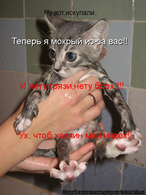 Котоматрица: Ну вот,искупали.. Теперь я мокрый из-за вас!! И нету грязи,нету блох!!!! Ух, чтоб хозяин мой издох!!