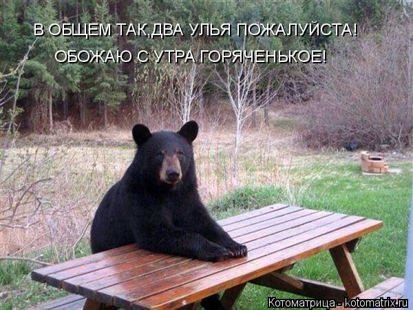 В ОБЩЕМ ТАК,ДВА УЛЬЯ ПОЖАЛУЙСТА! ОБОЖАЮ С УТРА ГОРЯЧЕНЬКОЕ!... Котоматрица: В ОБЩЕМ ТАК,ДВА УЛЬЯ ПОЖАЛУЙСТА! ОБОЖАЮ С УТРА ГОРЯЧЕНЬКОЕ!
