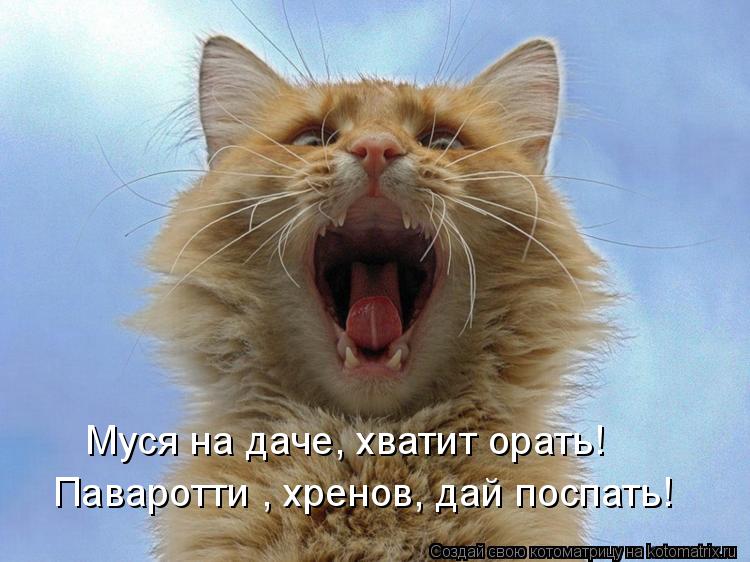 Паваротти , хренов, дай поспать! Муся на даче, хватит орать!... Котоматрица: Паваротти , хренов, дай поспать! Муся на даче, хватит орать!