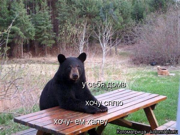 у себя домв хочу сплю хочу- ем халву... Котоматрица: у себя домв хочу сплю хочу- ем халву