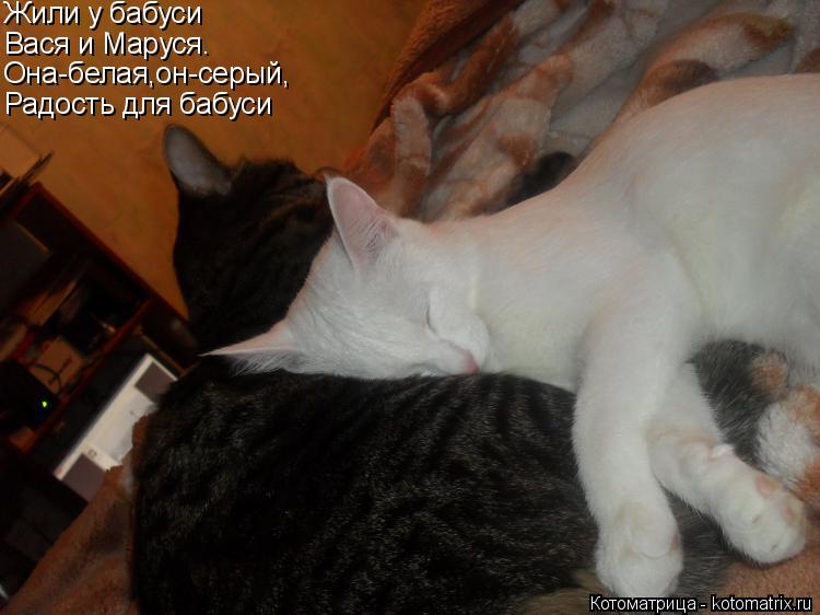 Котоматрица: Жили у бабуси Вася и Маруся. Она-белая,он-серый, Радость для бабуси