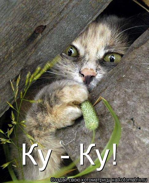 Ку - Ку!... Котоматрица: Ку - Ку!