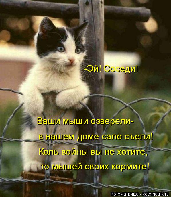 Котоматрица: -Эй! Соседи! в нашем доме сало съели! Коль войны вы не хотите, то мышей своих кормите! Ваши мыши озверели-