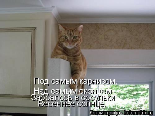 Под самым карнизом, Над самым оконцем Забралось в сосульки Весеннее солнце.... Котоматрица: Под самым карнизом, Над самым оконцем Забралось в сосульки Весеннее солнце.