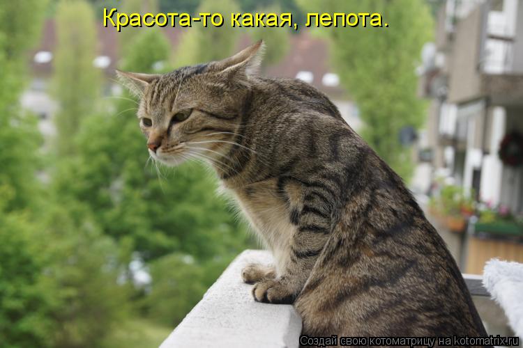 Красота-то какая, лепота.... Котоматрица: Красота-то какая, лепота.