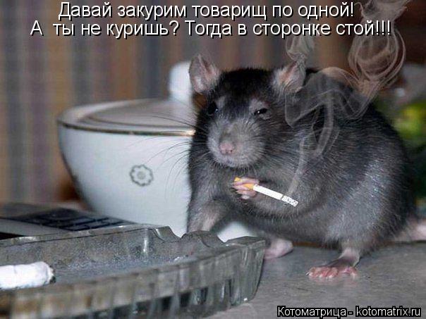 Котоматрица: Давай закурим товарищ по одной! А  ты не куришь? Тогда в сторонке стой!!!