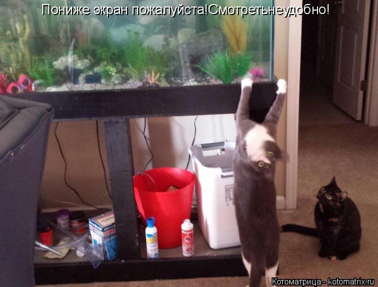 Пониже экран пожалуйста!Смотретьнеудобно!... Котоматрица: Пониже экран пожалуйста!Смотретьнеудобно!