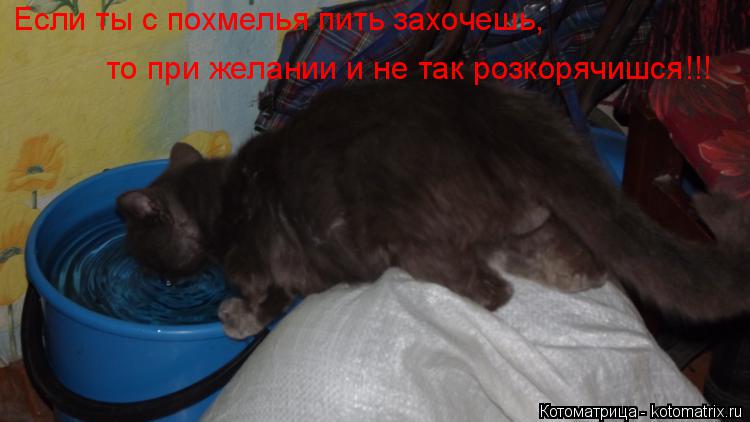 Если ты с похмелья пить захочешь, то при желании и не так розкорячишся!!!... Котоматрица: Если ты с похмелья пить захочешь, то при желании и не так розкорячишся!!!