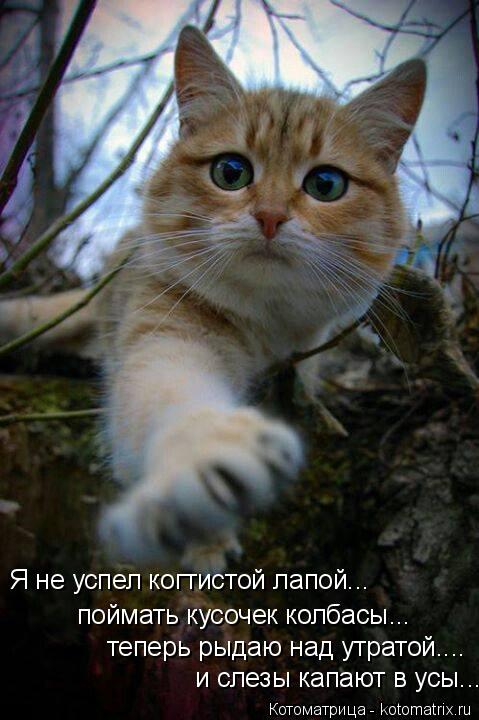 Котоматрица: Я не успел когтистой лапой... поймать кусочек колбасы... теперь рыдаю над утратой.... и слезы капают в усы....