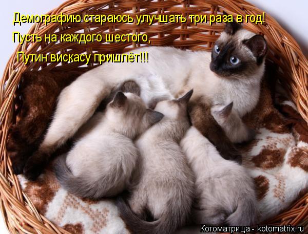 Котоматрица: Демографию стараюсь улучшать три раза в год! Пусть на каждого шестого, Путин вискасу пришлёт!!!