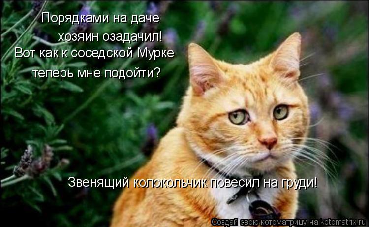 Порядками на даче хозяин озадачил! Вот как к соседской Мурке теперь мне подойти? Звенящий колокольчи... Котоматрица: Порядками на даче хозяин озадачил! Вот как к соседской Мурке теперь мне подойти? Звенящий колокольчик повесил на груди!