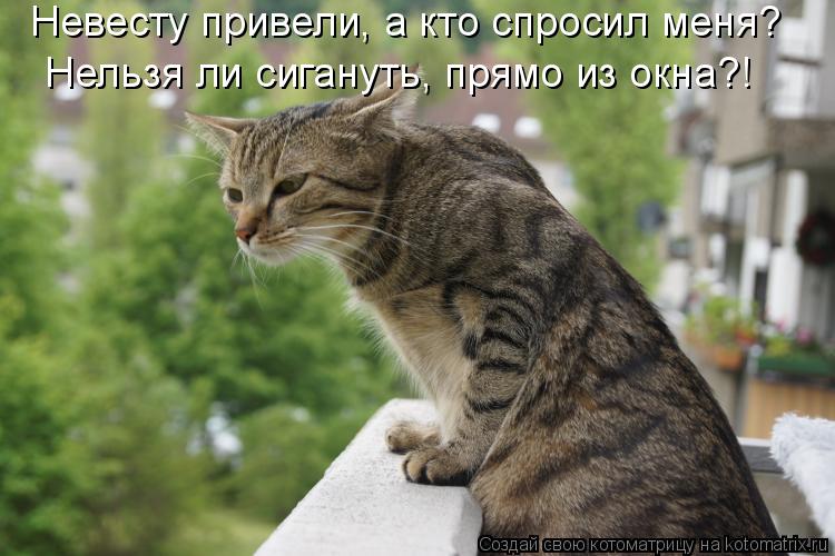 Невесту привели, а кто спросил меня? Нельзя ли сигануть, прямо из окна?!... Котоматрица: Невесту привели, а кто спросил меня? Нельзя ли сигануть, прямо из окна?!