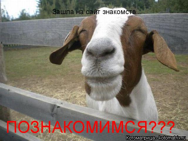 Зашла на сайт знакомств... ПОЗНАКОМИМСЯ???... Котоматрица: Зашла на сайт знакомств... ПОЗНАКОМИМСЯ???