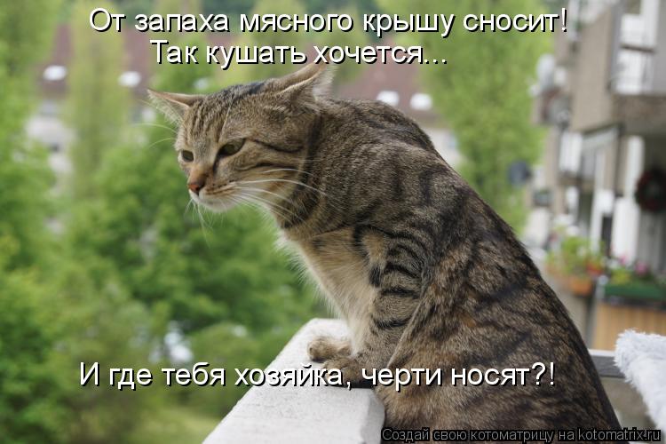 От запаха мясного крышу сносит! Так кушать хочется... И где тебя хозяйка, черти носят?!... Котоматрица: От запаха мясного крышу сносит! Так кушать хочется... И где тебя хозяйка, черти носят?!