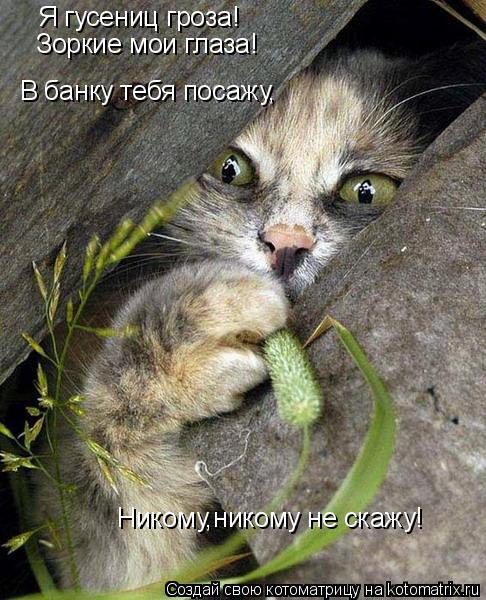 Я гусениц гроза! Зоркие мои глаза! В банку тебя посажу, Никому,никому не скажу!... Котоматрица: Я гусениц гроза! Зоркие мои глаза! В банку тебя посажу, Никому,никому не скажу!