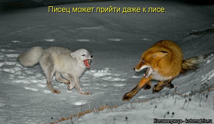 Писец может прийти даже к лисе.... Котоматрица: Писец может прийти даже к лисе.