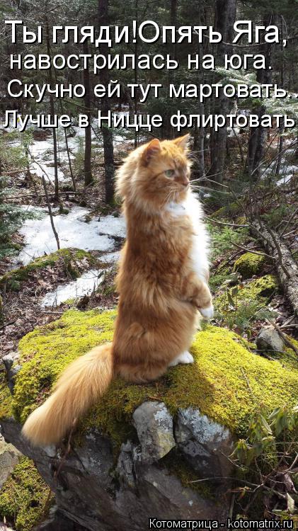 Лучше в Ницце флиртовать! навострилась на юга. Скучно ей тут мартовать.. Ты гляди!Опять Яга,... Котоматрица: Лучше в Ницце флиртовать! навострилась на юга. Скучно ей тут мартовать.. Ты гляди!Опять Яга,