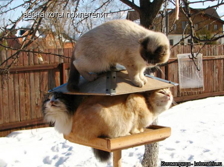 весна коты прилетели... Котоматрица: весна коты прилетели