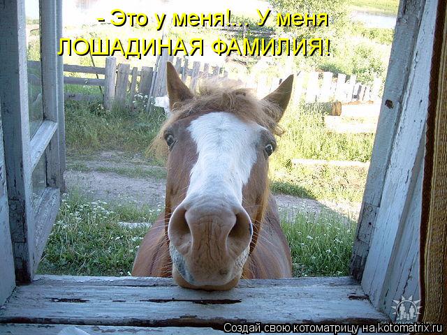 - Это у меня!... У меня ЛОШАДИНАЯ ФАМИЛИЯ!... Котоматрица: - Это у меня!... У меня ЛОШАДИНАЯ ФАМИЛИЯ!