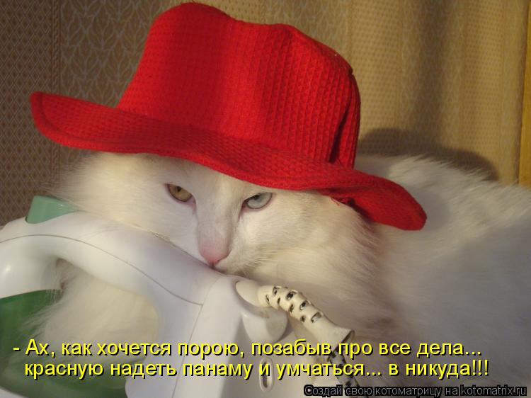 Котоматрица: - Ах, как хочется порою, позабыв про все дела... красную надеть панаму и умчаться... в никуда!!!