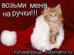 возьми меня на ручки!!!... Котоматрица: возьми меня на ручки!!!