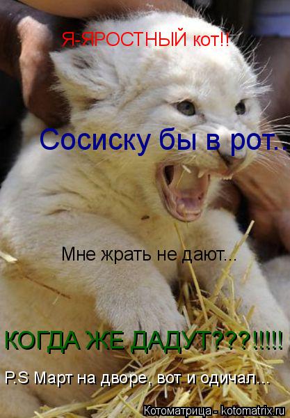 Я-ЯРОСТНЫЙ кот!! Сосиску бы в рот.. Мне жрать не дают... КОГДА ЖЕ ДАДУТ???!!!!! P.S Март на дворе, во... Котоматрица: Я-ЯРОСТНЫЙ кот!! Сосиску бы в рот.. Мне жрать не дают... КОГДА ЖЕ ДАДУТ???!!!!! P.S Март на дворе, вот и одичал...