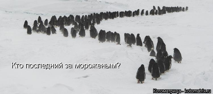 Кто последний за мороженым?... Котоматрица: Кто последний за мороженым?