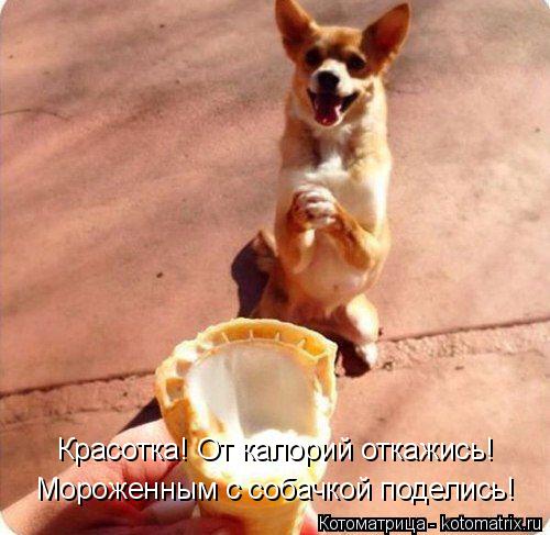 Котоматрица: Мороженным с собачкой поделись! Красотка! От калорий откажись!