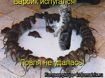 Ловля не удалась! Барсик испугался!... Котоматрица: Ловля не удалась! Барсик испугался!