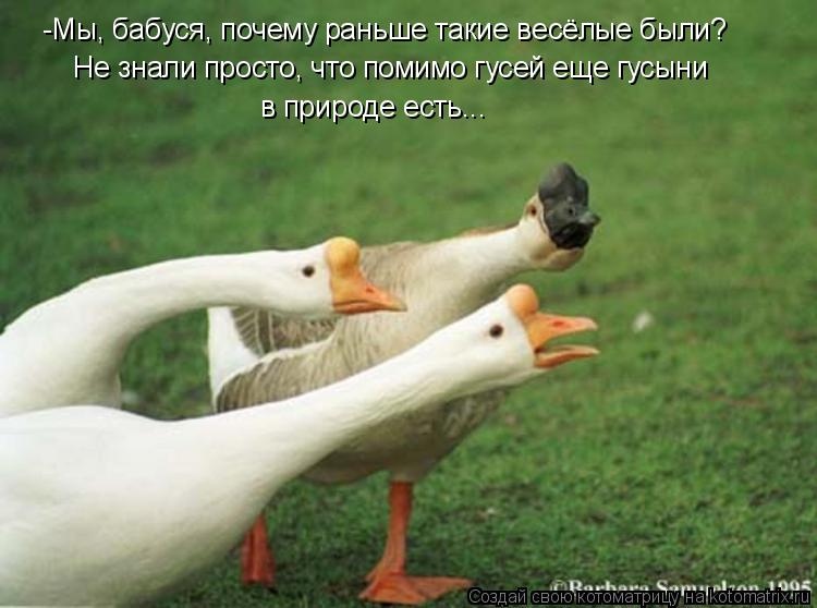 -Мы, бабуся, почему раньше такие весёлые были? Не знали просто, что помимо гусей еще гусыни в природ... Котоматрица: -Мы, бабуся, почему раньше такие весёлые были? Не знали просто, что помимо гусей еще гусыни в природе есть...