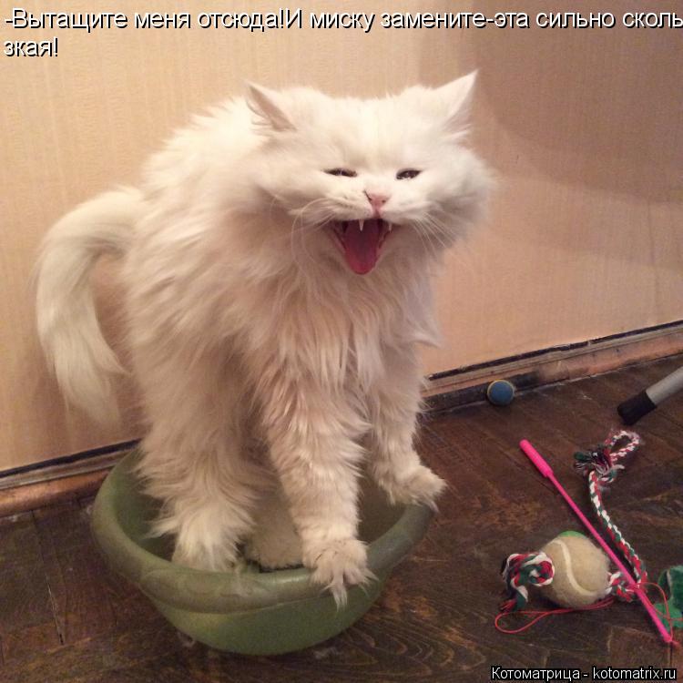 Котоматрица: -Вытащите меня отсюда!И миску замените-эта сильно сколь- зкая!