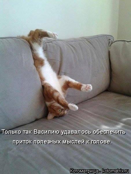 Только так Василию удавалось обеспечить приток полезных мыслей к голове.... Котоматрица: Только так Василию удавалось обеспечить приток полезных мыслей к голове.
